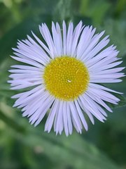 Erigeron annuus