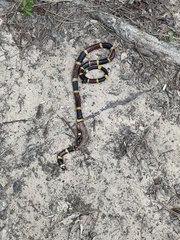 Micrurus tener tener