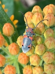 Tetraopes discoideus
