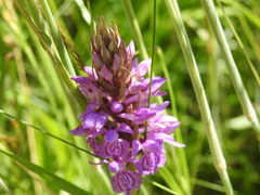 Dactylorhiza praetermissa junialis