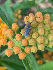Tetraopes discoideus
