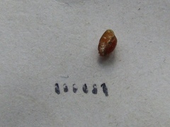 Parthenolecanium pomeranicum