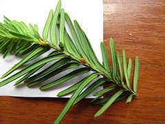 Parthenolecanium pomeranicum