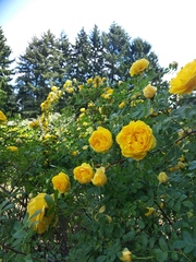 Rosa foetida