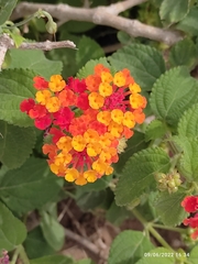 Lantana camara