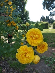 Rosa foetida