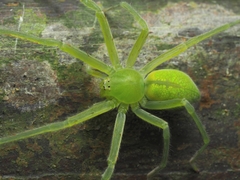 Gnathopalystes taiwanensis