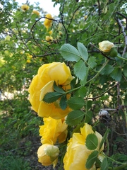 Rosa foetida
