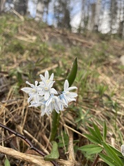 Puschkinia scilloides