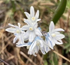 Puschkinia scilloides