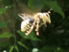 Dolichovespula maculata