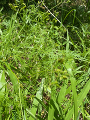 Trepocarpus aethusae