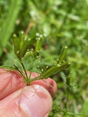 Trepocarpus aethusae