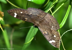 Erebus hieroglyphica