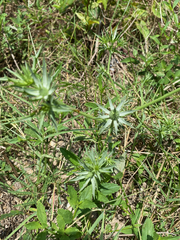 Eryngium hookeri