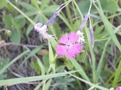 Dianthus × courtoisii
