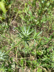 Eryngium hookeri