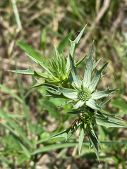 Eryngium hookeri