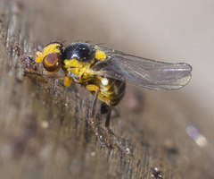 Thaumatomyia grata