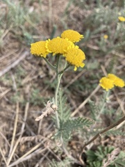 Tanacetum achilleifolium