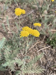 Tanacetum achilleifolium