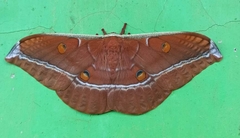 Antheraea assamensis