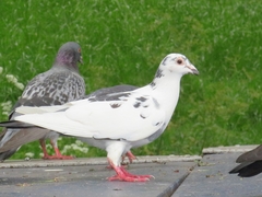 Columba livia domestica