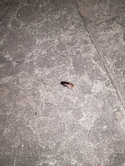 Periplaneta japonica