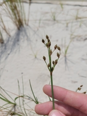 Fimbristylis castanea