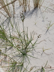 Fimbristylis castanea