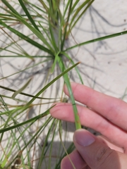 Fimbristylis castanea