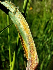 Puccinia hysterium