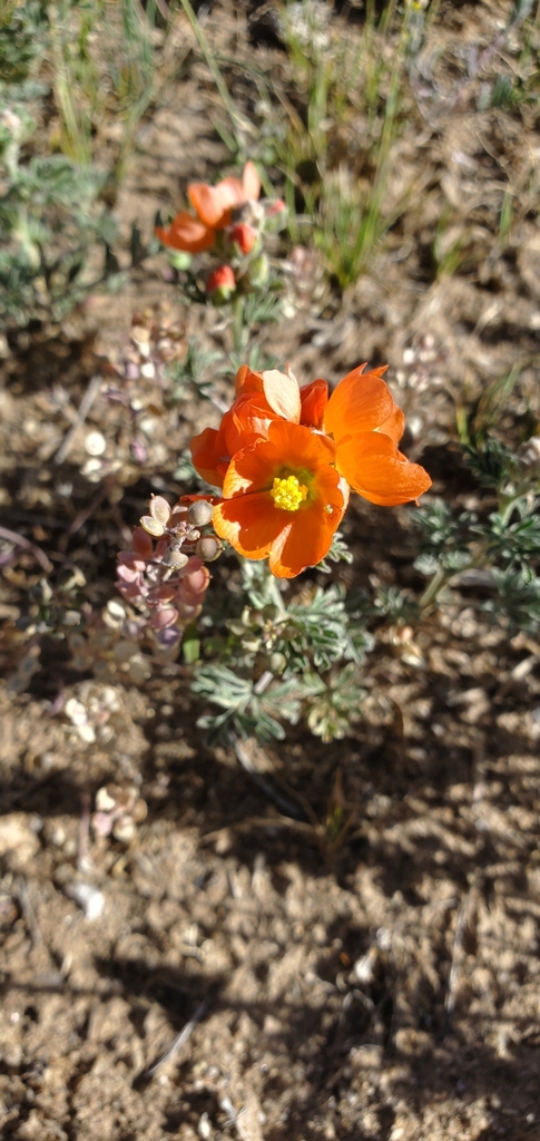 Sand Wash Basin Dispersed — BLM Little Snake Field Office, Craig CO dispersed campsite