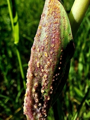 Puccinia hysterium
