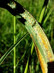 Puccinia hysterium