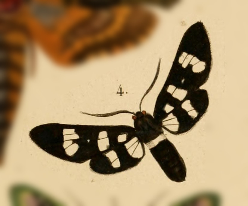 Syntomeida syntomoides