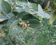 Cotoneaster reticulatus