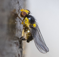 Thaumatomyia grata