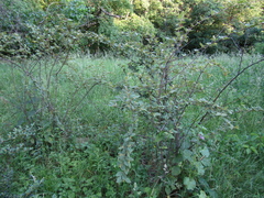 Cotoneaster reticulatus