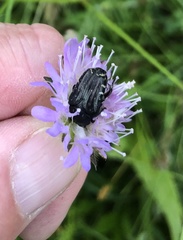 Oxythyrea funesta