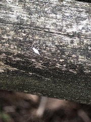 Hyaliodes