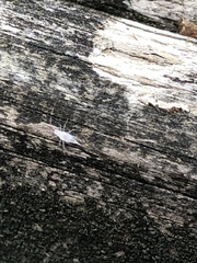 Hyaliodes