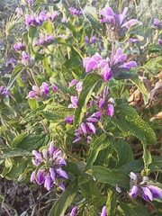 Phlomis herba-venti