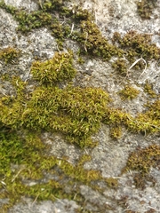 Didymodon sinuosus