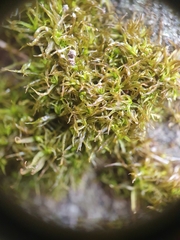 Didymodon sinuosus