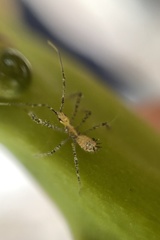 Zelus renardii