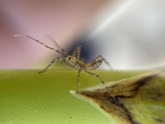 Zelus renardii