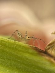 Zelus renardii