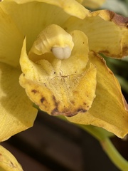 Zelus renardii