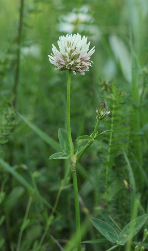 Kura clover (Trifolium ambiguum)